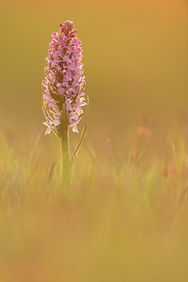 BUITEN BEELD Foto: 277538