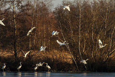 BUITEN BEELD Foto: 277563