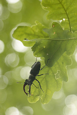 BUITEN BEELD Foto: 277571