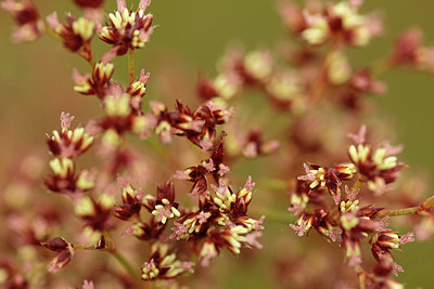 BUITEN BEELD Foto: 277574