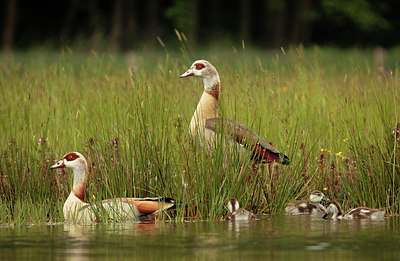 BUITEN BEELD Foto: 277577