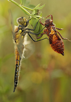 BUITEN BEELD Foto: 277587