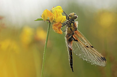 BUITEN BEELD Foto: 277588