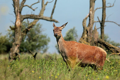 BUITEN BEELD Foto: 277594