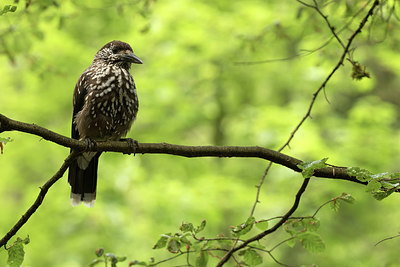 BUITEN BEELD Foto: 277616