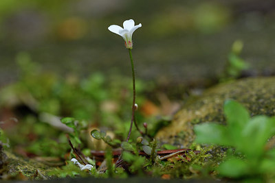 BUITEN BEELD Foto: 277630