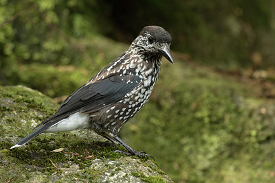 BUITEN BEELD Foto: 277632