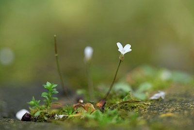 BUITEN BEELD Foto: 277634