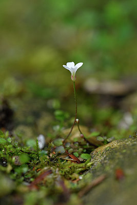 BUITEN BEELD Foto: 277635