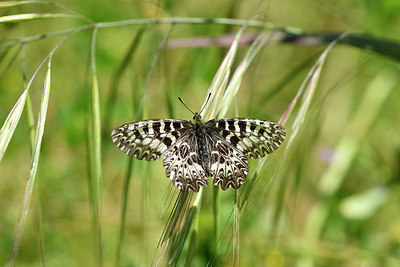 BUITEN BEELD Foto: 277636