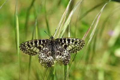 BUITEN BEELD Foto: 277637