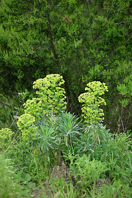 BUITEN BEELD Foto: 277638