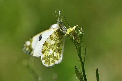 BUITEN BEELD Foto: 277640