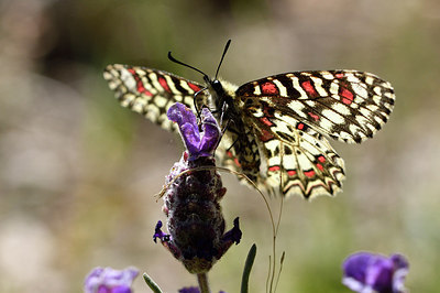 BUITEN BEELD Foto: 277643