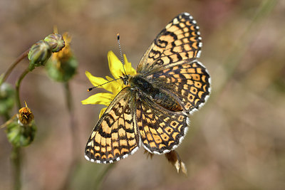 BUITEN BEELD Foto: 277648