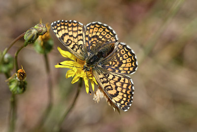 BUITEN BEELD Foto: 277649