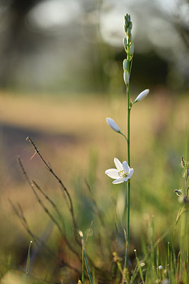 BUITEN BEELD Foto: 277659