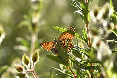 BUITEN BEELD Foto: 277662