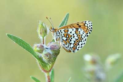 BUITEN BEELD Foto: 277669