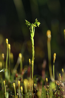 BUITEN BEELD Foto: 277670