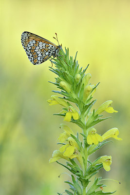 BUITEN BEELD Foto: 277671