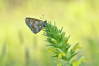 BUITEN BEELD Foto: 277672