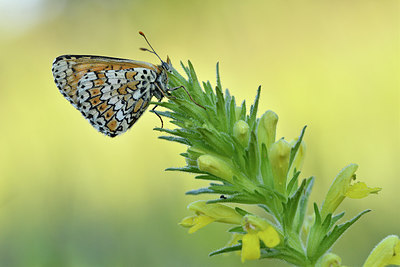 BUITEN BEELD Foto: 277675