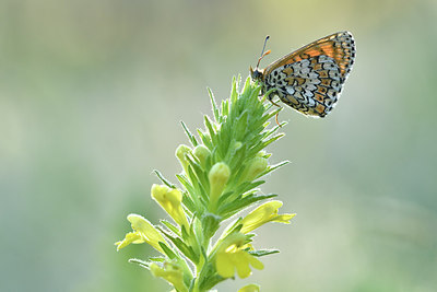 BUITEN BEELD Foto: 277676