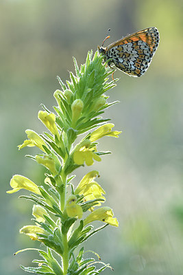 BUITEN BEELD Foto: 277678