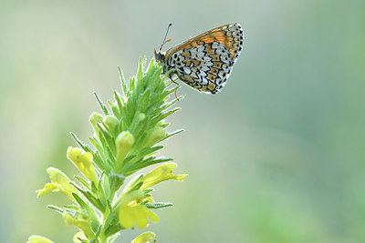 BUITEN BEELD Foto: 277680