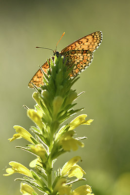 BUITEN BEELD Foto: 277684
