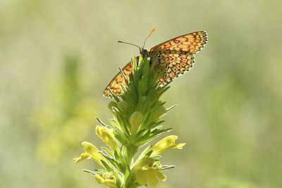 BUITEN BEELD Foto: 277686