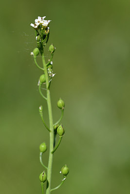BUITEN BEELD Foto: 277687