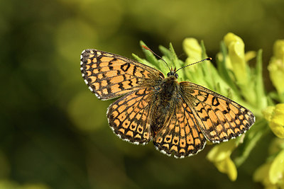 BUITEN BEELD Foto: 277689