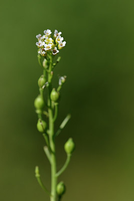 BUITEN BEELD Foto: 277691