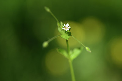 BUITEN BEELD Foto: 277693