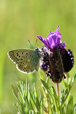 BUITEN BEELD Foto: 277695