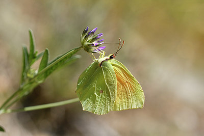 BUITEN BEELD Foto: 277701