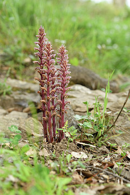 BUITEN BEELD Foto: 277705