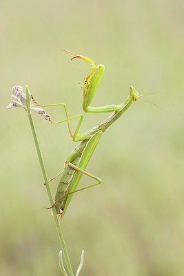 BUITEN BEELD Foto: 277708