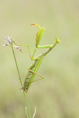 BUITEN BEELD Foto: 277708