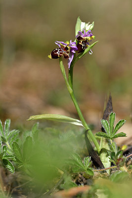 BUITEN BEELD Foto: 277737