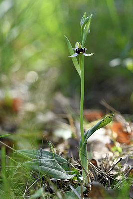 BUITEN BEELD Foto: 277758