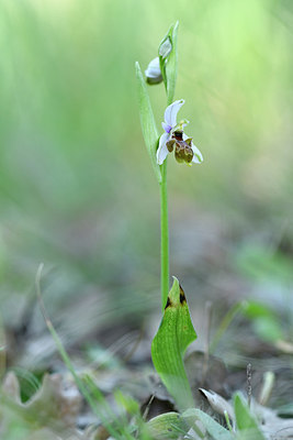 BUITEN BEELD Foto: 277761