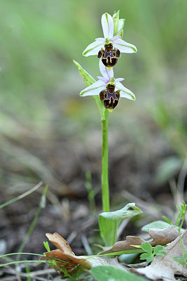 BUITEN BEELD Foto: 277762