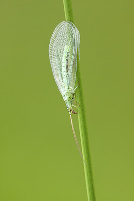 BUITEN BEELD Foto: 277766
