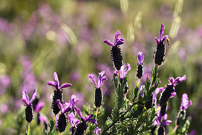 BUITEN BEELD Foto: 277774
