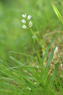 BUITEN BEELD Foto: 277784