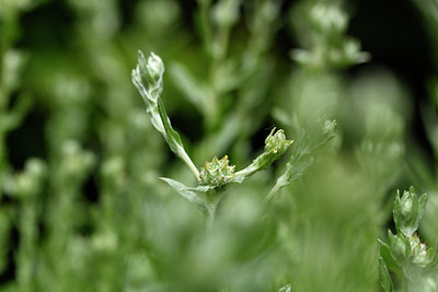 BUITEN BEELD Foto: 277812