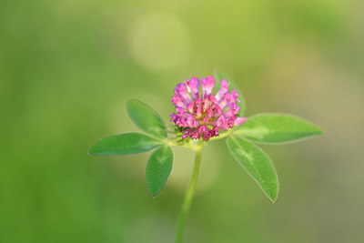 BUITEN BEELD Foto: 277836